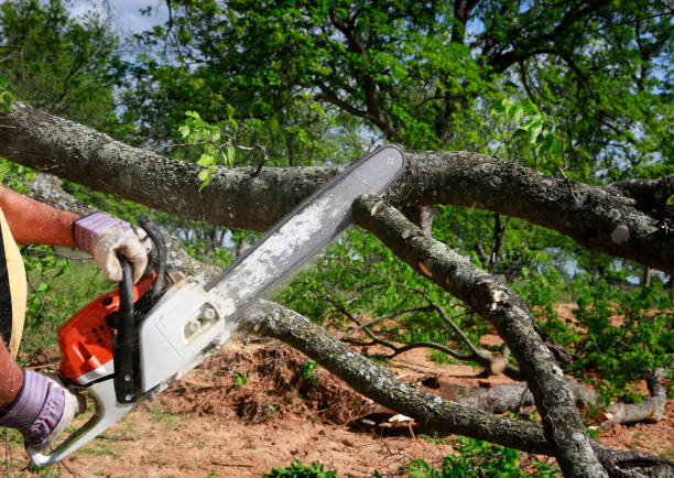 Trusted Julesburg, CO  Tree Services Experts